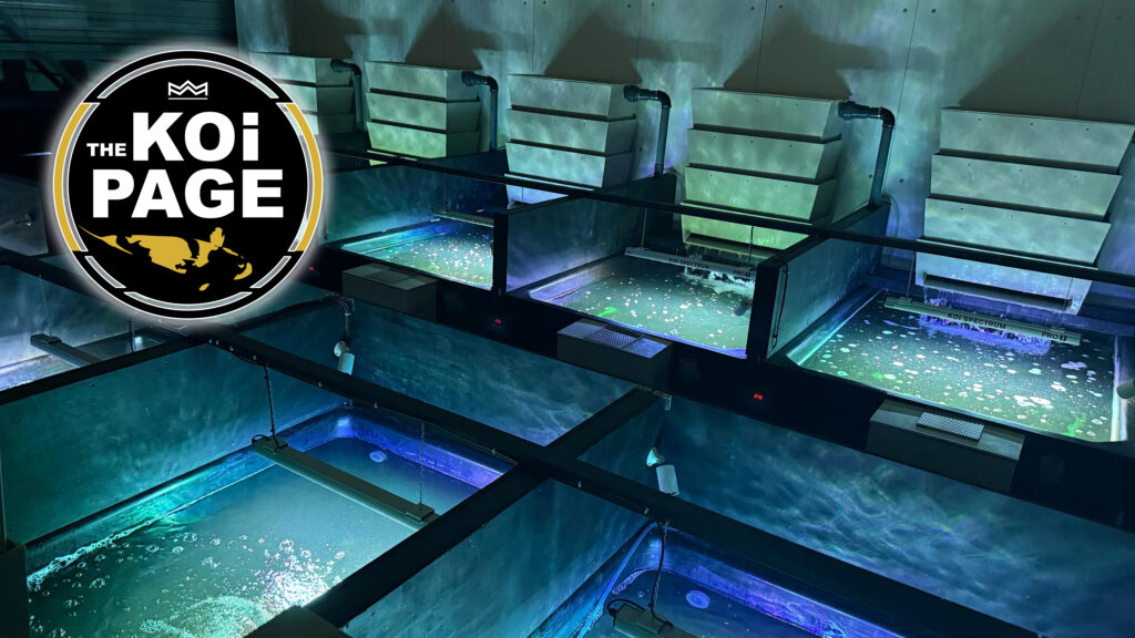 Koi lighting - Koi Spectrum - Koi colours - Image slider - Yoshikigoi Koi Fishhouse-3-1